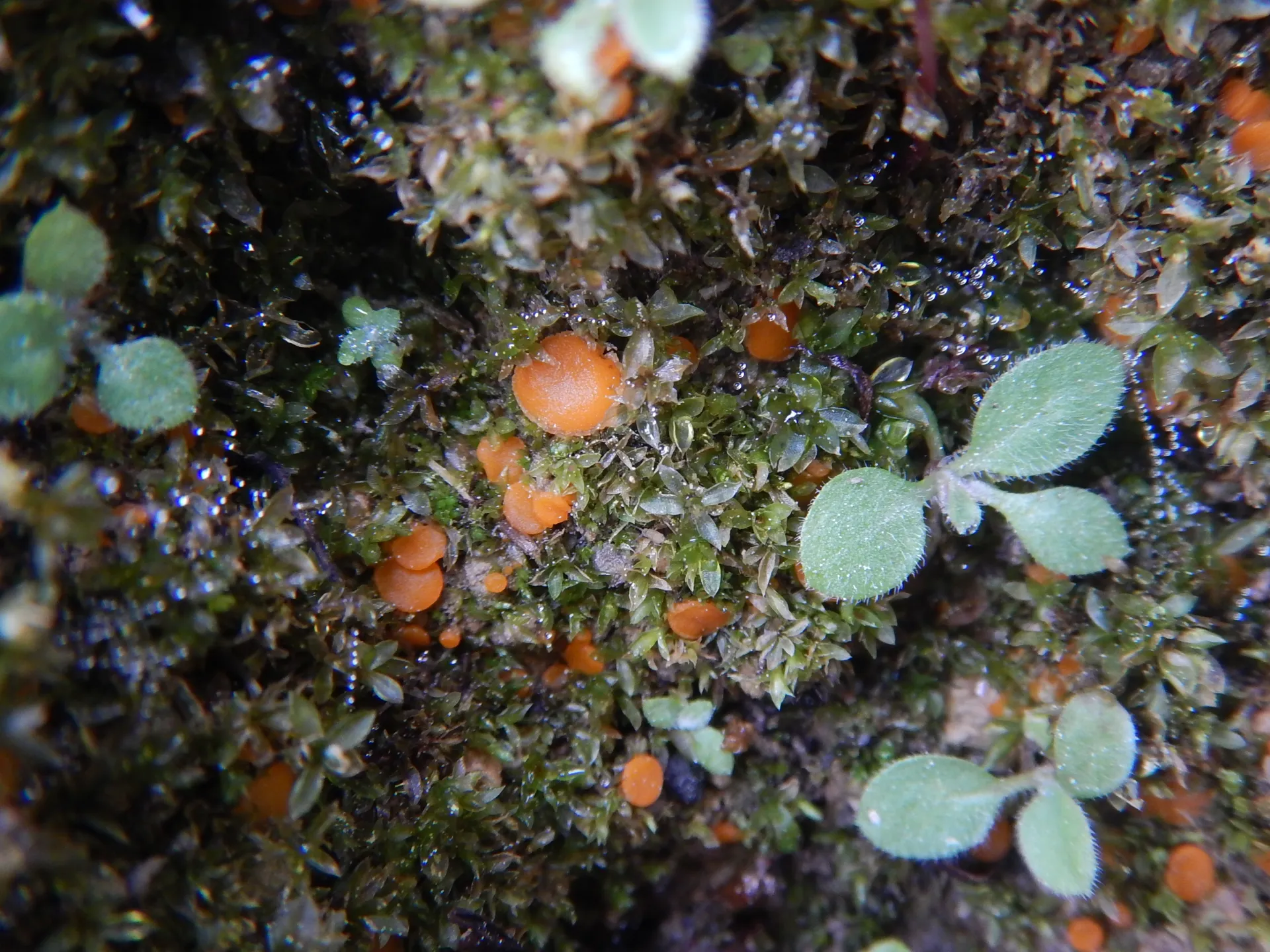 Octospora excipulata, 24-02-21 (1)